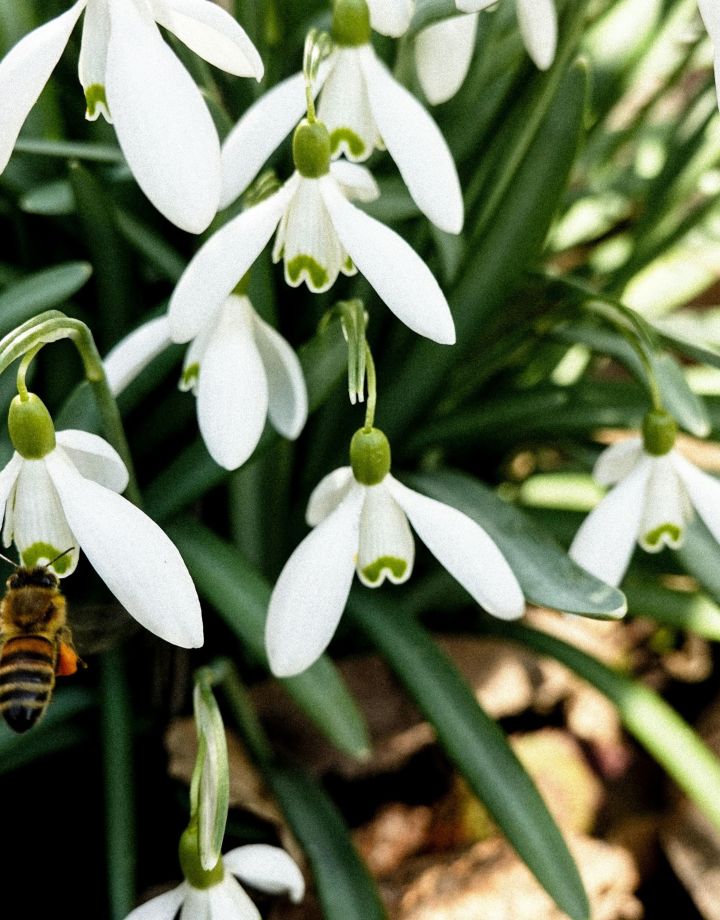Spring Relaxation in Füred